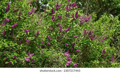 The Common Purple Lilac (Syringa vulgaris) is an old-fashioned lilac that is often used as an informal hedge - dark purple lilac