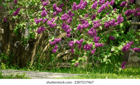 The Common Purple Lilac (Syringa vulgaris) is an old-fashioned lilac that is often used as an informal hedge - dark purple lilac