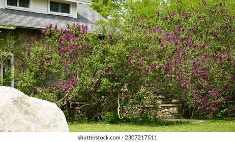 The Common Purple Lilac (Syringa vulgaris) is an old-fashioned lilac that is often used as an informal hedge - dark purple lilac