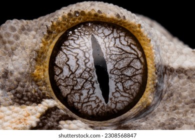 Mata tokek gargoyle close-up dengan latar belakang terisolasi, Mata kadal tokek gargoyle detail