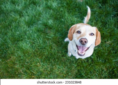 Perro jugando afuera sonrisas
