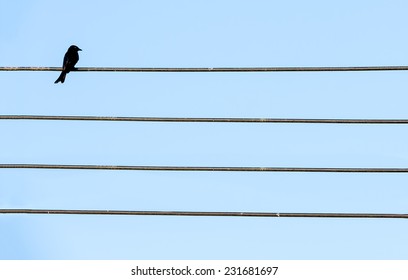 con chim đen cô đơn trên dây cáp điện