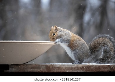 Belly Up. Grijze eekhoorn (Sciurus carolinensis) bezoekt een verwarmd vogelbad tijdens een koude winter. Het is een van de weinige waterbronnen in het bevroren seizoen. Dramatisch en schattig sneeuwlandschap