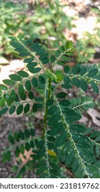 Phyllanthus urinaria, hatékony gyógynövények.menirán levél