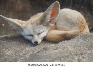 Selektiver Fokus eines Fenneks, der nachmittags auf Felsen schläft. Ideal, um Kinder über gefährdete Tiere aufzuklären.