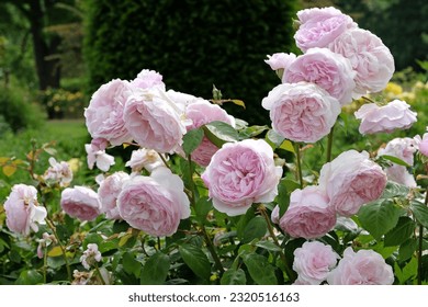 Rosa Olivia Rose Austin v cvetu.