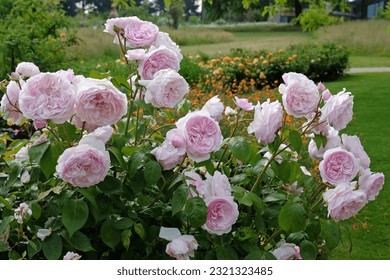 Rosa Olivia Rose Austin v cvetu.