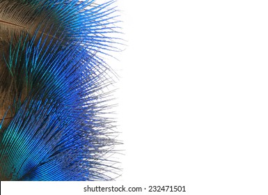 peacock feathers  isolated on a white background