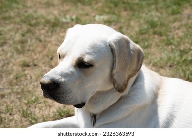 kuerz Beschichtete britesch Labrador retriever 10 Méint al