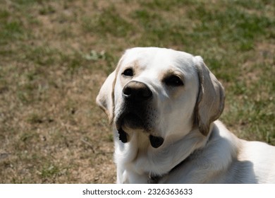 kuerz Beschichtete britesch Labrador retriever 10 Méint al
