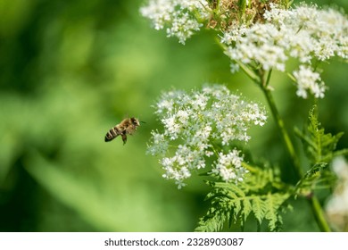 Valeriána a včela. Valeriana officinalis je divoká rastlina s bielymi kvetmi. Je to významná liečivá rastlina a využíva sa aj v medicíne.