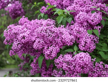 Large lilac bush in spring.  Bright flowers of spring lilac bush. Spring lilac flowers close-up. Twig beautiful varietal blooming flower