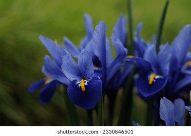 Blue Iris Flowers Close-up Photo with Narrow Depth of field