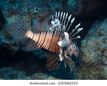 Peixe-leão invasor do Mar Vermelho estabelecido no Mar Mediterrâneo