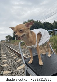 Dobby en Harry Potter