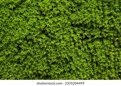 Closeup, Textura de musgo na parede. fundo de musgo verde, Musgo natural na natureza para texto, criativo, cenário e design de interiores. fundo com espaço de cópia