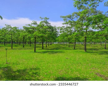 Ein Baumgarten mit erstaunlicher Naturaussicht