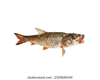 新鮮的漢帕拉倒鉤，叢林鱸魚隔離在白色背景。釣魚遊戲釣魚。
