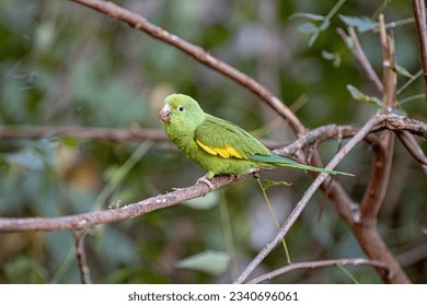 Periquito-de-bico-amarelo da espécie Brotogeris chiriri