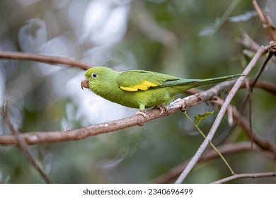 Periquito-de-bico-amarelo da espécie Brotogeris chiriri
