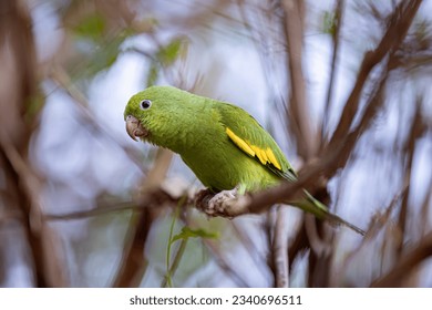 Periquito-de-bico-amarelo da espécie Brotogeris chiriri