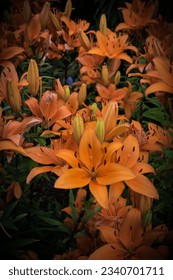 Flori la Exbury Gardens Hampshire