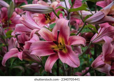 Flori la Exbury Gardens Hampshire Marea Britanie