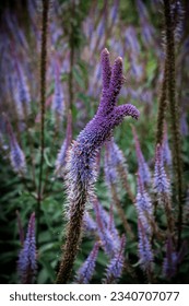 Flori la Exbury Gardens Hampshire Marea Britanie