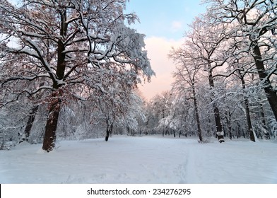 Taman musim dingin yang indah dengan warna matahari terbenam di langit dan pepohonan