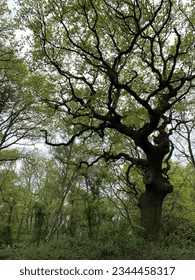 Den engleschen Eichenbaum silhouettéiert an engem grénge Bësch
