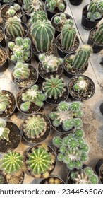 stekelige maar niet pijnlijke cactus