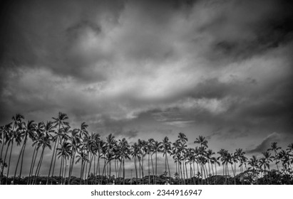 Langit Berawan Di Atas Pokok Kelapa Honolulu ketika Taufan Dora Menghampiri Oahu.