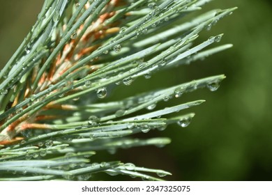 Green pine leaves and water dews HD wallpaper download