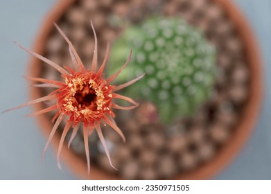 Lobivia cactus with red Shinshowa flowers blooming. This flowers are very uncharacteristic of this genus and a rarity in collections.