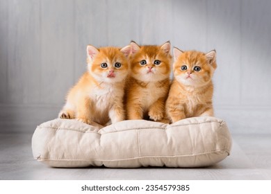 Anak kucing ras yang lucu sedang duduk di atas bantal di dalam ruangan yang terang. Hewan peliharaan tinggal dan bermain di rumah yang nyaman.
