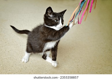 Anak kucing kecil berwarna hitam putih senang bermain dengan mainan kucing.