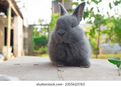 Egy aranyos szürke nyuszi fogságba esett az udvaron