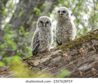 Sova pruhovaná (Strix varia) severoamerický dravec
