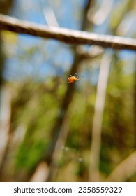 Friday 8 September 2023, macro photo of a spider that is small and cute in a mini shape