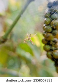 Friday 8 September 2023, macro photo of a spider that is small and cute in a mini shape