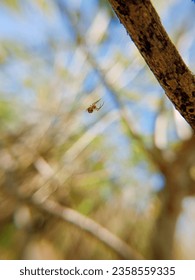 Friday 8 September 2023, macro photo of a spider that is small and cute in a mini shape