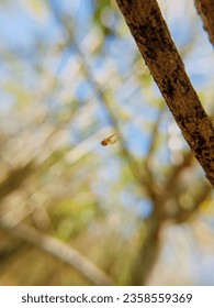 Friday 8 September 2023, macro photo of a spider that is small and cute in a mini shape