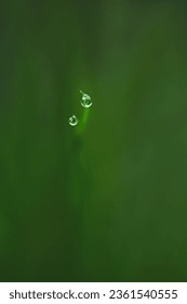 Macrofoto van twee dauwdruppels boven op grassprieten, monochrome groene dromerige achtergrond, minimalisme, ruimte voor tekst, negatieve ruimte