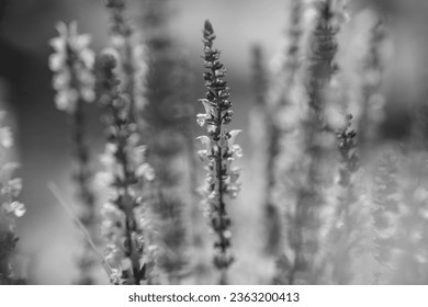 Wild beauty flower with nectar blooming in field countryside. Nature countryside consisting of wild bright flower blooming on field. Field natural herb it wild small flower blooming at countryside.