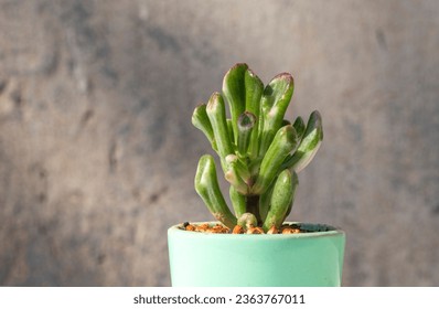 Money Tree Crassula Gollum reverse variegated. Monster. Sukulent. Bonsai style. Plant for home