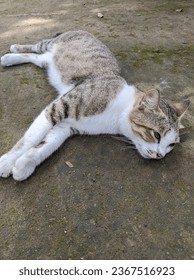 Kucing ni lesu, entah apa yang buat dia tak teruja, dia tengah fikir kenapa Thanos tak oren? hahahah
