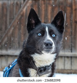Seekor anjing campuran Husky dengan mata biru tajam menatap penuh perhatian, dengan butiran-butiran salju yang berjatuhan lembut di sekitar bulunya yang hitam dan putih.