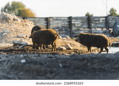 Maiali mangalica nel fango nell'area di esercitazione di un allevamento di maiali biologici. Foto di alta qualità