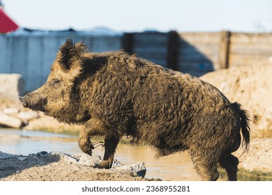 Maiale Mangalica maschio che corre nella pozzanghera, allevamento di maiali biologico. Foto di alta qualità