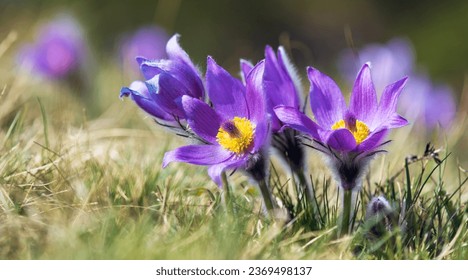 Pulsatilla grandis. Hermosa flor azul de la flor de Pascua o pulsatilla mayor en el prado.